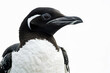a close up of a penguin with a white and black face