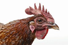 A Close Up Of A Chicken With A Red Comb