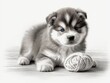 cute Alaskan_Malamute puppy with a ball of wool, black and white image, white background