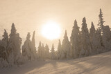 Fototapeta Londyn - Winter wonderland. Enchanting Winter Majesty: Sun-Drenched Snow-Covered Trees at Beautiful Sunset