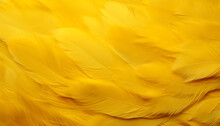 Yellow Feathers Background