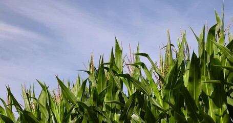 Wall Mural - green corn field in the summer season, harvest corn for sale and income