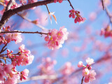Fototapeta Dziecięca - Pink cherry blossoms flower in full bloom.