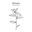 Damiana (Turnera diffusa), medicinal plant.
