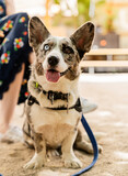 Fototapeta  - Corgi Dog Sitting next to his owners leg on a leash in Beach area rest zone