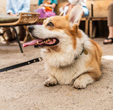 Fototapeta  - Corgi Dog Sitting next to his owners leg on a leash in Beach area rest zone