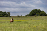 Fototapeta Konie - Blesbok standing in a beautiful field with yellow flowers