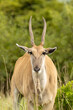 Large common eland Taurotragus oryx portrait 