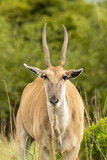 Fototapeta Konie - Large common eland Taurotragus oryx portrait 
