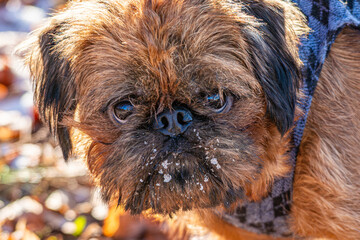 Poster - The Griffon Bruxellois or Brussels Griffon is a breed of toy dog, named for their city of origin of Brussels, Belgium