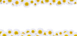 Fototapeta Lawenda - Many beautiful daisies For making background images PNG transparent