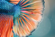 Close up of colorful tail and fin betta fish siamese fighting fish