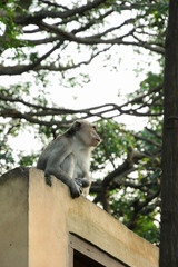 Wall Mural - adult Long-tailed macaque (Macaca fascicularis) also known as cynomolgus monkey in Sumatra island, Indonesia