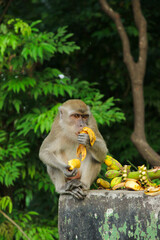 Wall Mural - Long-tailed macaque (Macaca fascicularis) also known as cynomolgus monkey eating a banana in Sumatra island, Indonesia