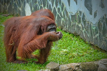 Wall Mural - Male bornean orangutan caching the leaf