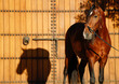 © Cavan - Andalusian Horse in front of beautiful barn in Arizona