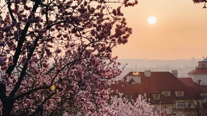 Wall Mural - Pink flowering tree branches and red roofs at dawn in Prague