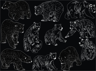 Poster - eleven polar bears outlines isolated on black