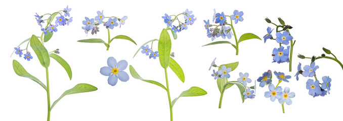 Wall Mural - large group of small blue forget-me-not blooms on white