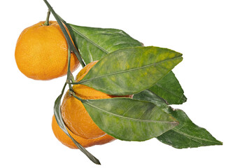 Poster - three orange ripe tangerines with long leaves on branch