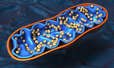  Mitochondria - cell organelle close-up. 3d illustration on blue background