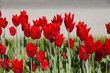 Bright red tulips in garden in sunny day