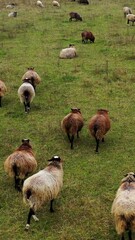 Wall Mural - Funny fat sheep walking on a meadow. Farm livestock on pasture. Herding domestic animals on field. View from above. Vertical video