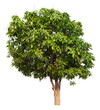 mango tree image PNG transparent background 