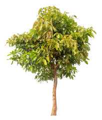 Poster - tree image dicut and removed original background, PNG transparent 
