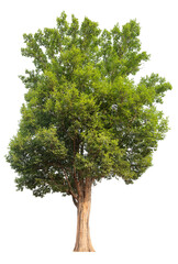 Poster - tree image dicut and removed original background, PNG transparent 