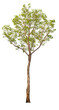 PNG real tree image transparent background, high resolution real tree picture  