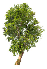 Poster - tree image dicut and removed original background, PNG transparent 