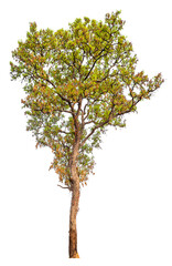 Poster - tree image dicut and removed original background, PNG transparent 