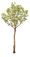 Poster - PNG real tree image transparent background, high resolution real tree picture  
