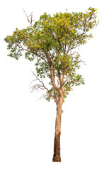 Poster - PNG real tree image transparent background, high resolution real tree picture  