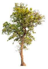 Poster - PNG real tree image transparent background, high resolution real tree picture  