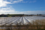 Fototapeta Miasto - Rows of Poly Tunnels on the Valley Floor of Farmland near to Arbroath for the cultivation of High Value crops such as Fruit and salad vegetables.