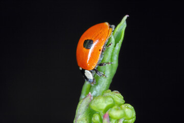 Canvas Print - Two spotted lady beetle (Adalia bipunctata) on green leaf.