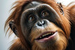 Orangutan with suprised face portrait on isolated backgorund.  
