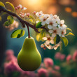 A pear on a blooming pear tree branch