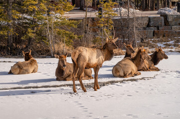 Wall Mural -  Bull elk with a harem resting on a frozen creek within the town of Canmore, Alberta, Canada