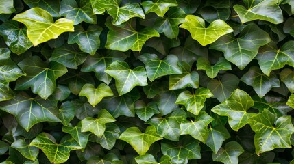 Wall Mural - Closeup of lush green hedge wall with small leaves in garden   eco evergreen background