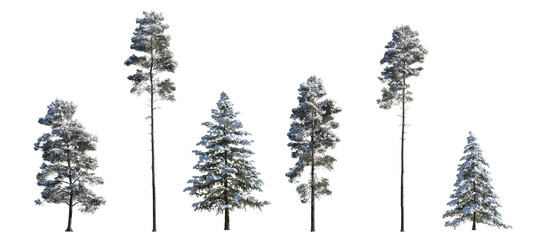 Set of winter Pinus sylvestris Scotch pine big and picea pungens colorado spruce with snow evergreen pinaceae needled tree isolated frontal png on a transparent background perfectly cutout 