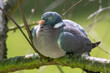 Wood pigeon, Columba palumbus, single bird on branch