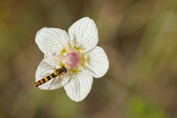 Closeup of parnassia palustris, the marsh grass of Parnassus, northern grass-of-Parnassus, or just grass-of-Parnassus, and bog star with hover fly, also called flower fly or syrphid fly in sunny summe