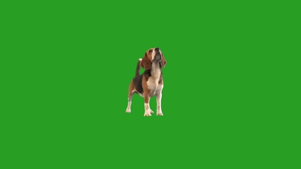 Wall Mural - dog on a green screen