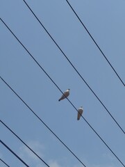 birds on wire