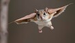 A Flying Squirrel With Its Wings Tucked In Prepar