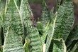 snake plants with gecko reptile Florida