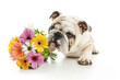 bulldog holding a bunch of flowers on white background